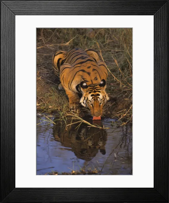 Framed Print : Royal Bengal Tiger drinking at the waterhole. Bandhavgarh National Park, India Framed Print : Royal Bengal Tiger drinking at the waterhole. Bandhavgarh National Park, India