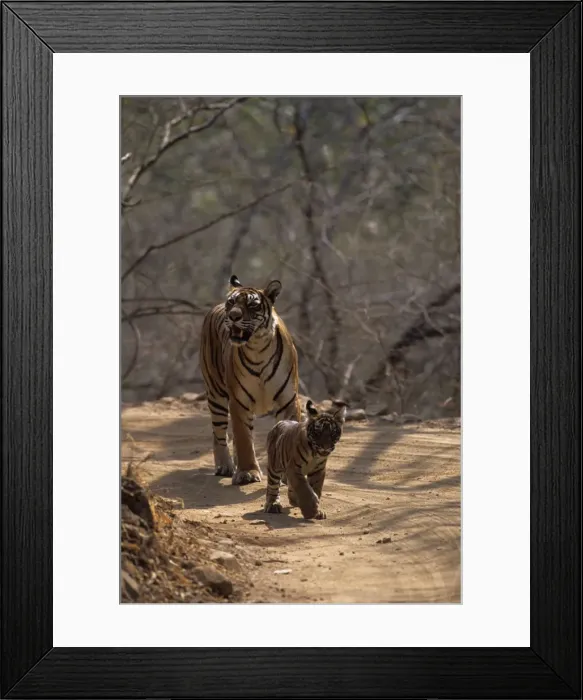 Framed Print : Royal Bengal Tigress & young one - out for a walk. Ranthambhor National Park, India Framed Print : Royal Bengal Tigress & young one - out for a walk. Ranthambhor National Park, India