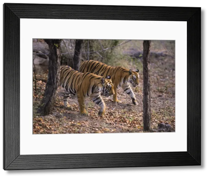 Framed Print : Royal Bengal Tigers - out for a walk. Bandhavgarh National Park, India Framed Print : Royal Bengal Tigers - out for a walk. Bandhavgarh National Park, India