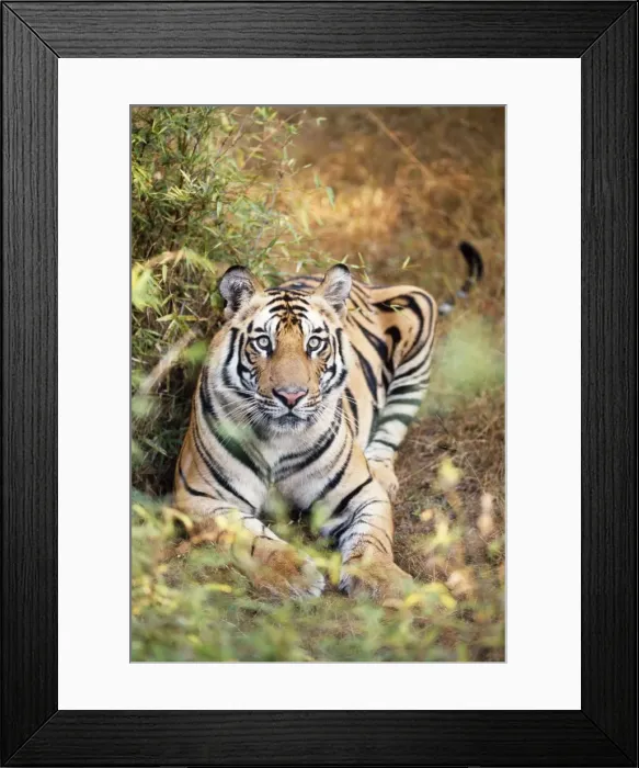 Framed Print : Bengal Tiger Framed Print : Bengal Tiger