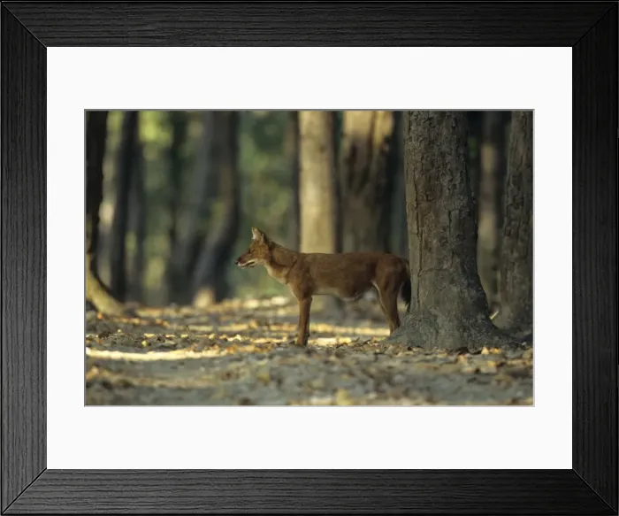 Framed Print : Dhole / Wild dog in the Sal forest. Kanha National Park, India Framed Print : Dhole / Wild dog in the Sal forest. Kanha National Park, India