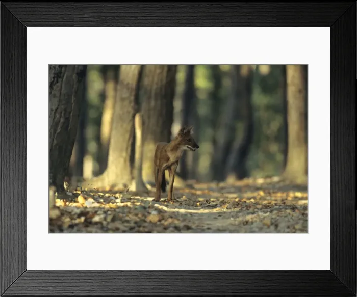 Framed Print : Wild Dog / Dhole in the Sal forest, Kanha National Park, India Framed Print : Wild Dog / Dhole in the Sal forest, Kanha National Park, India