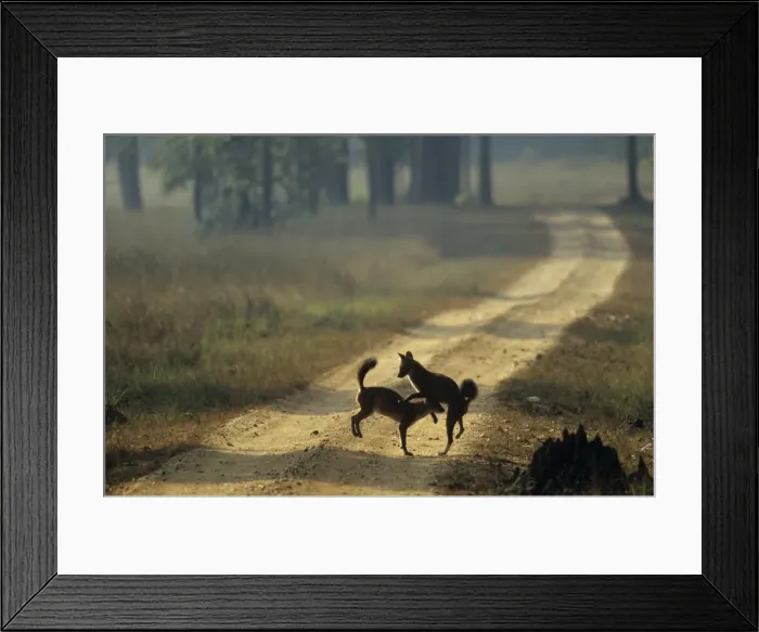 Framed Print : Wild Dogs / Dholes - playing, Kanha National Park, India Framed Print : Wild Dogs / Dholes - playing, Kanha National Park, India