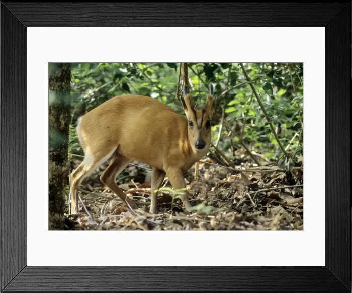 Framed Print : Barking Deer / Muntjak - In the Sal forest, Corbett National Park, India Framed Print : Barking Deer / Muntjak - In the Sal forest, Corbett National Park, India