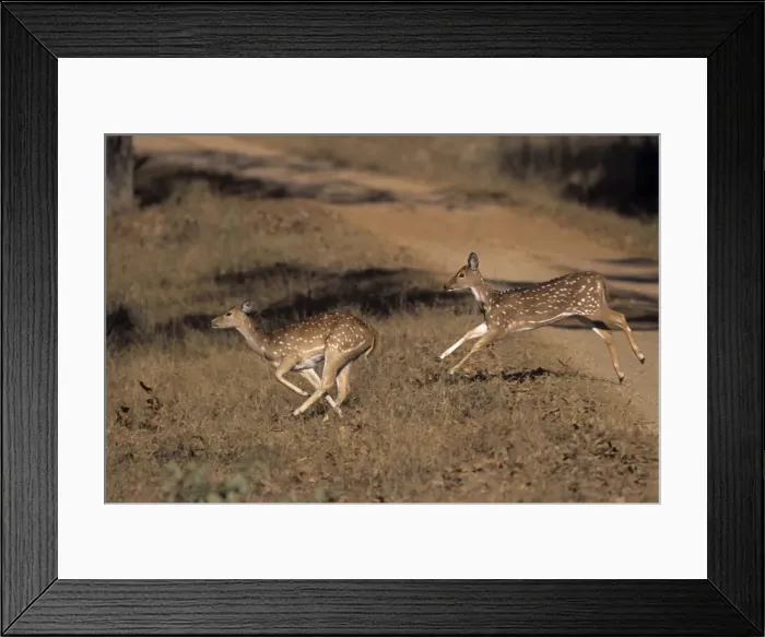 Framed Print : Young Spotted Deers / Chital - runing, Kanha National Park, India Framed Print : Young Spotted Deers / Chital - runing, Kanha National Park, India