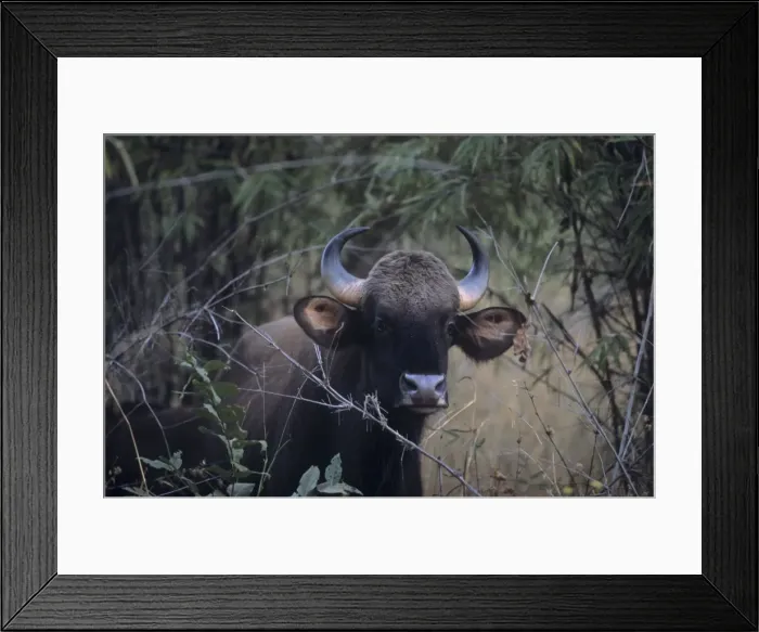 Framed Print : Indian Bison / Gaur - In the Bamboo forest, Kanha National Park, India Framed Print : Indian Bison / Gaur - In the Bamboo forest, Kanha National Park, India