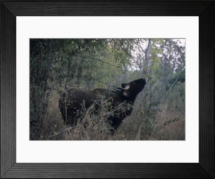 Framed Print : Indian Bison / Gaur - In the Bamboo forest Kanha National Park, India Framed Print : Indian Bison / Gaur - In the Bamboo forest Kanha National Park, India
