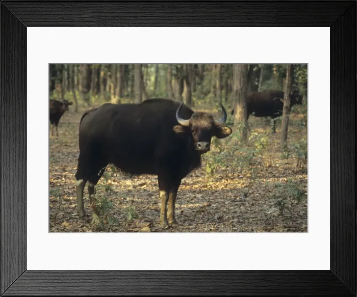 Framed Print : Indian Bison / Gaur - In the Sal forest Kanha National Park, India Framed Print : Indian Bison / Gaur - In the Sal forest Kanha National Park, India