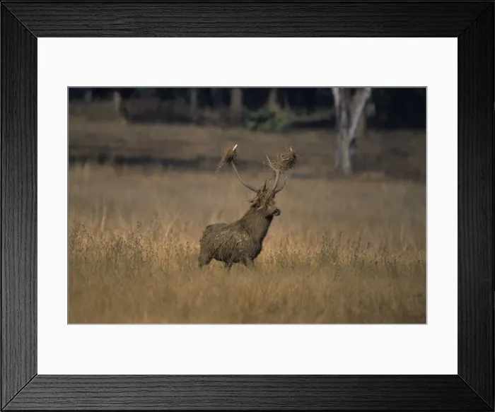 Framed Print : Hard Ground Swamp Deer during rutting season Kanha National Park, India