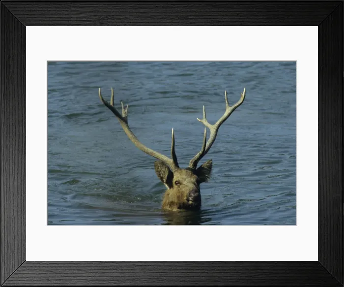 Framed Print : Hard ground Swamp Deer in the lake Saundars Kanha National Park, India Framed Print : Hard ground Swamp Deer in the lake Saundars Kanha National Park, India