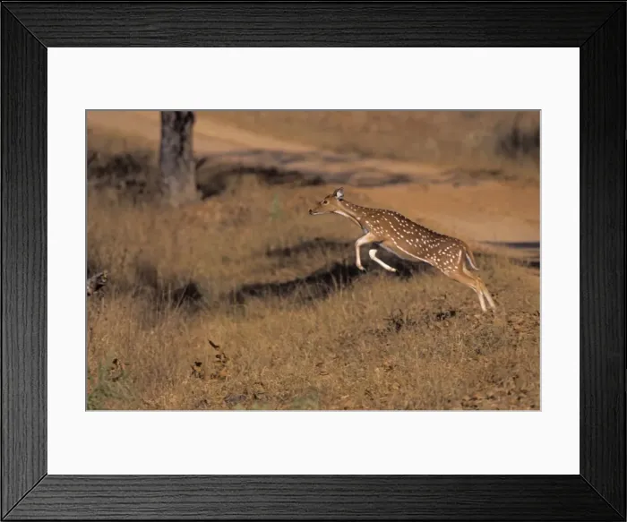 Framed Print : Chital leaping, Kanha National Park, India Framed Print : Chital leaping, Kanha National Park, India