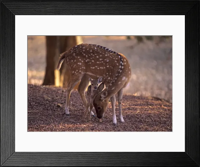 Framed Print : Chital caring for a new born, Ranthambore National Park, India Framed Print : Chital caring for a new born, Ranthambore National Park, India