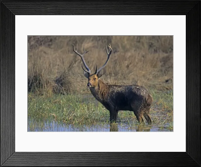 Framed Print : Hard-ground Swamp Deer - Standing in a pond, Kanha National Park, India Framed Print : Hard-ground Swamp Deer - Standing in a pond, Kanha National Park, India