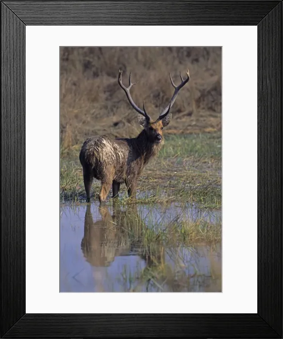 Framed Print : Hard-ground Swamp Deer in the pond, Kanha National Park, India Framed Print : Hard-ground Swamp Deer in the pond, Kanha National Park, India