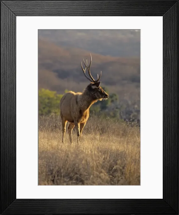 Framed Print : Sambar Stag, Ranthambhor National Park, India Framed Print : Sambar Stag, Ranthambhor National Park, India