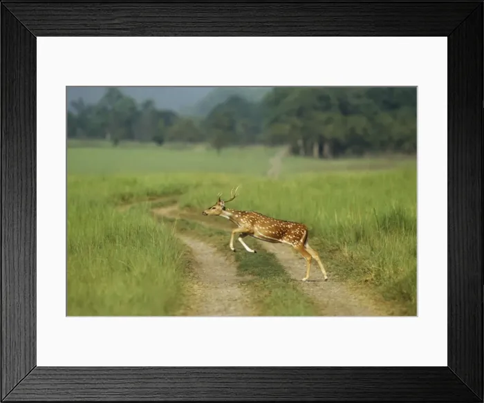 Framed Print : Chital stag leaping, Corbett National Park, India Framed Print : Chital stag leaping, Corbett National Park, India