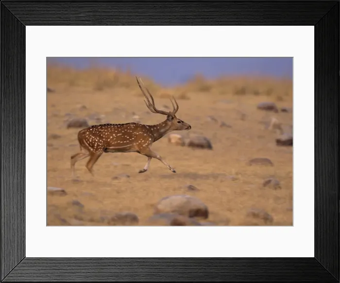Framed Print : Chital Stag on the move, Corbett National Park, India Framed Print : Chital Stag on the move, Corbett National Park, India