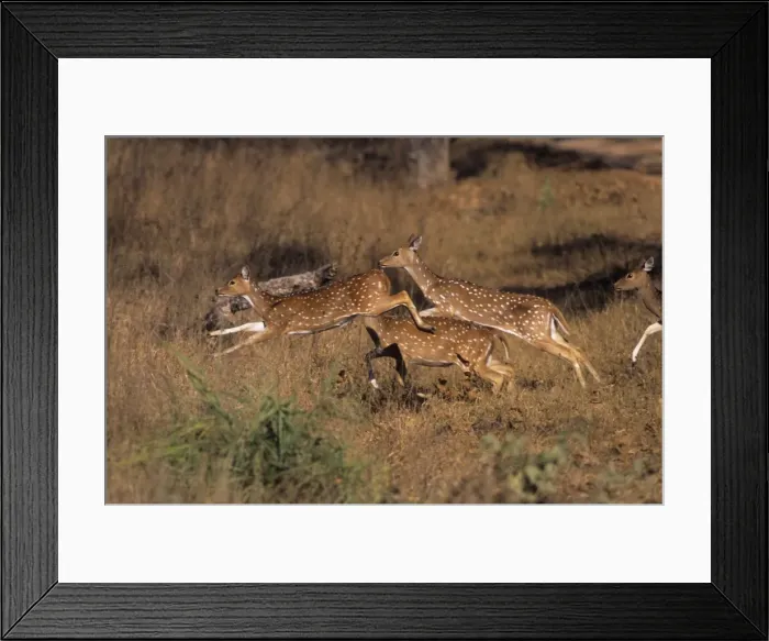 Framed Print : Chital  /  Spotted Deers leaping, Kanha National Park, India