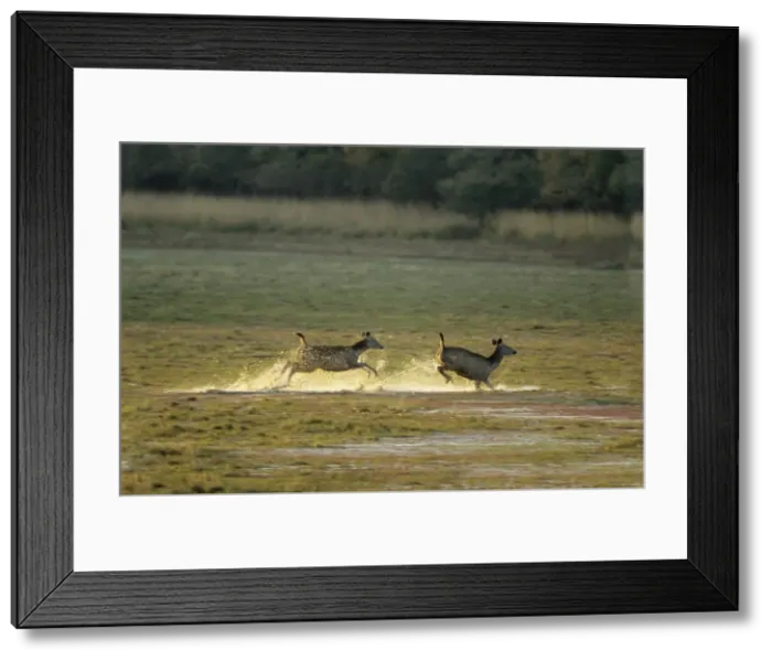 Framed Print : Sambar Deers running through water after alarm call, Ranthambhor National Park, India Framed Print : Sambar Deers running through water after alarm call, Ranthambhor National Park, India