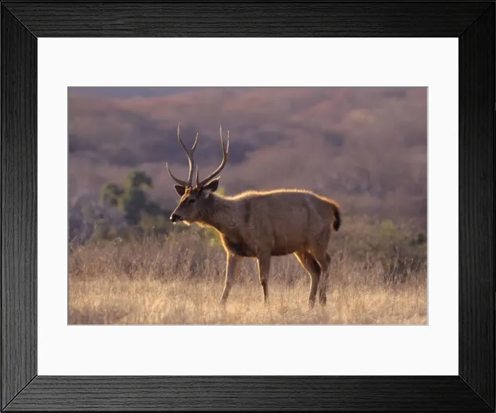 Framed Print : Sanbar Stag, Ranthambhor National Park, India Framed Print : Sanbar Stag, Ranthambhor National Park, India