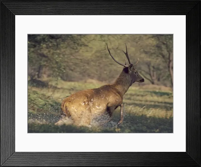 Framed Print : Sambar Stag runing through the wetland, Keoladeo National Park, India