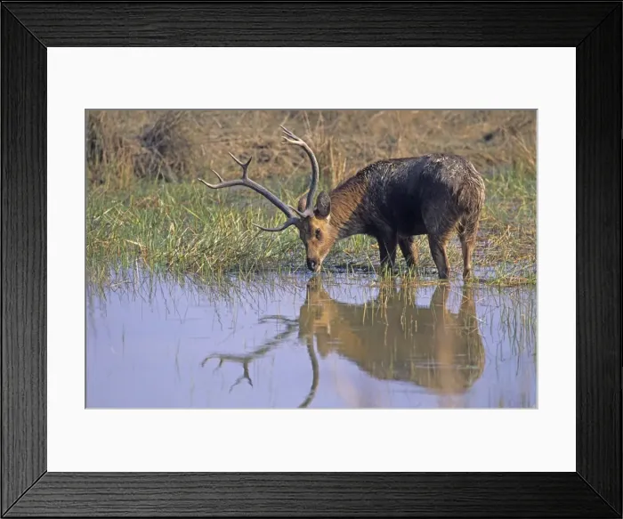 Framed Print : Hard-ground Swamp Deer drinking from a pond, Kanha National Park, India Framed Print : Hard-ground Swamp Deer drinking from a pond, Kanha National Park, India