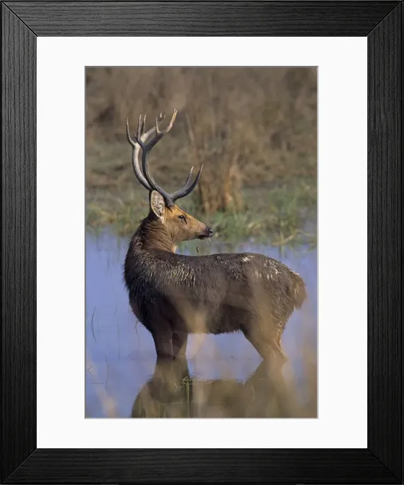 Framed Print : Hard-ground Swamp Deer in the pond, Kanha National Park, India Framed Print : Hard-ground Swamp Deer in the pond, Kanha National Park, India