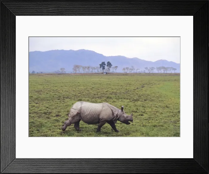 Framed Print : Indian Rhino injured in fight with another Rhino, Kaziranga National Park, India Framed Print : Indian Rhino injured in fight with another Rhino, Kaziranga National Park, India