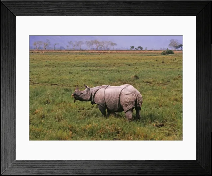 Framed Print : One horned / Indian Rhinoceros feeding, Kaziranga National Park, India Framed Print : One horned / Indian Rhinoceros feeding, Kaziranga National Park, India