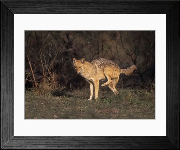Framed Print : Golden Jackal urinating, Keoladeo National Park, India Framed Print : Golden Jackal urinating, Keoladeo National Park, India