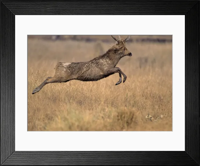 Framed Print : Hard-ground Swamp Deer leaping, Kanha National Park, India Framed Print : Hard-ground Swamp Deer leaping, Kanha National Park, India