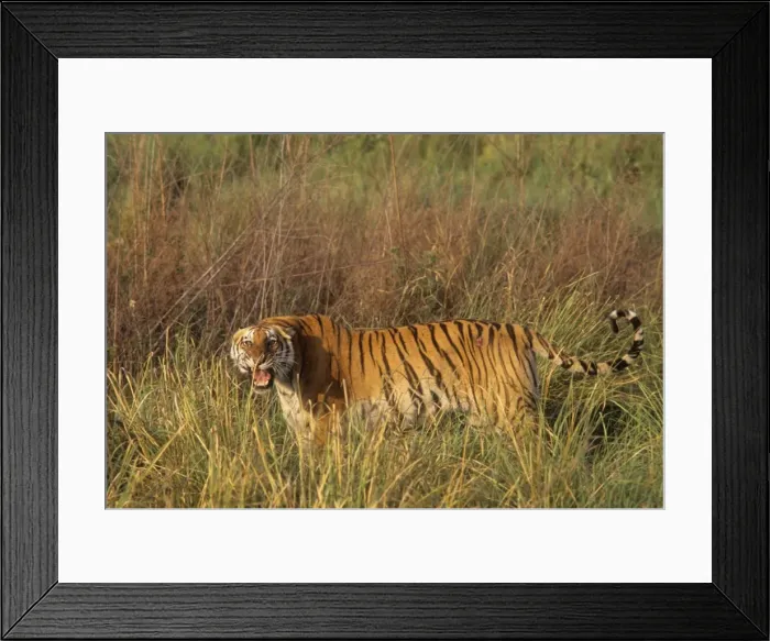 Framed Print : Injured Royal Bengal Tigress roaring - probably injured in a fight with a male Tiger to save her only cub, Corbett National Park, India Framed Print : Injured Royal Bengal Tigress roaring - probably injured in a fight with a male Tiger to save her only cub, Corbett National Park, India