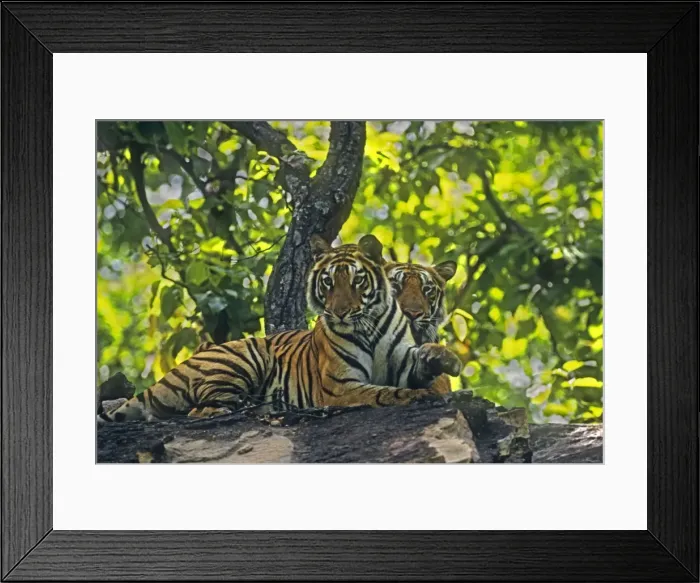 Framed Print : Royal Bengal Tigers (brothers) on the hill-top, Bandhavgarh National Park, India Framed Print : Royal Bengal Tigers (brothers) on the hill-top, Bandhavgarh National Park, India