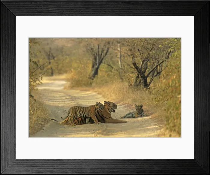 Framed Print : Royal Bengal Tigress and young ones, on dusty track Ranthambhor National Park, India Framed Print : Royal Bengal Tigress and young ones, on dusty track Ranthambhor National Park, India