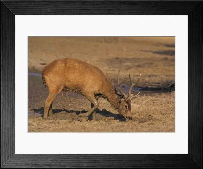 Framed Print : Sambar Stag - Mud-wallowing, Ranthambhor National Park, India Framed Print : Sambar Stag - Mud-wallowing, Ranthambhor National Park, India