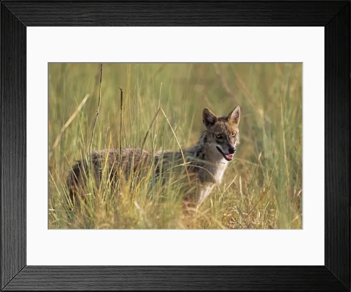 Framed Print : Jackal in the grassland, Corbett National Park, India
