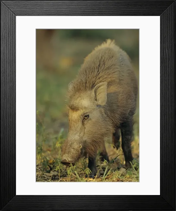 Framed Print : Wild Boar, Corbett National Park, India Framed Print : Wild Boar, Corbett National Park, India