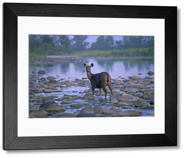 Framed Print : Sambar in the river Ramganga, Corbett National Park, India Framed Print : Sambar in the river Ramganga, Corbett National Park, India