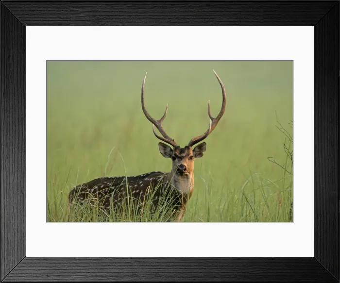 Framed Print : Chital stag, Corbett National Park, India Framed Print : Chital stag, Corbett National Park, India