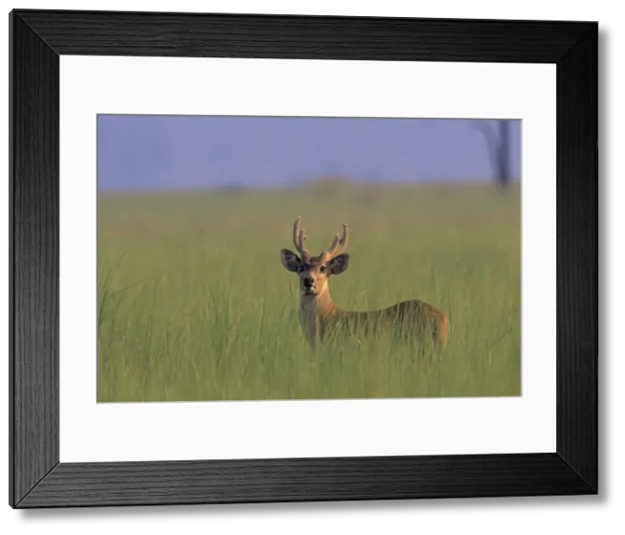 Framed Print : Hog Deer stag, Corbett National Park, India Framed Print : Hog Deer stag, Corbett National Park, India
