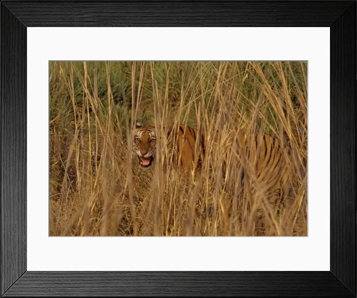 Framed Print : Royal Bengal Tiger - An injured tigress snarling, Corbett National Park, India Framed Print : Royal Bengal Tiger - An injured tigress snarling, Corbett National Park, India