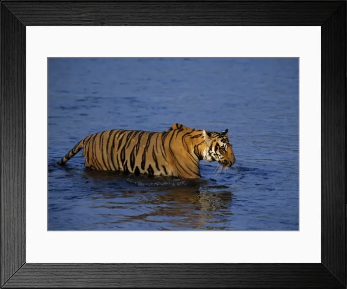 Framed Print : Royal Bengal Tiger crossing the river Ramganga, Corbett National Park, India Framed Print : Royal Bengal Tiger crossing the river Ramganga, Corbett National Park, India