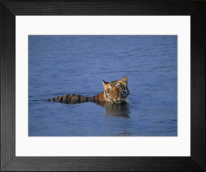 Framed Print : Royal Bengal Tiger in the river Ramganga, Corbett National Park, India Framed Print : Royal Bengal Tiger in the river Ramganga, Corbett National Park, India