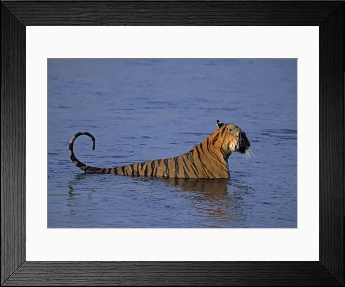 Framed Print : Royal Bengal Tiger in the river Ramganga, Corbett National Park, India Framed Print : Royal Bengal Tiger in the river Ramganga, Corbett National Park, India