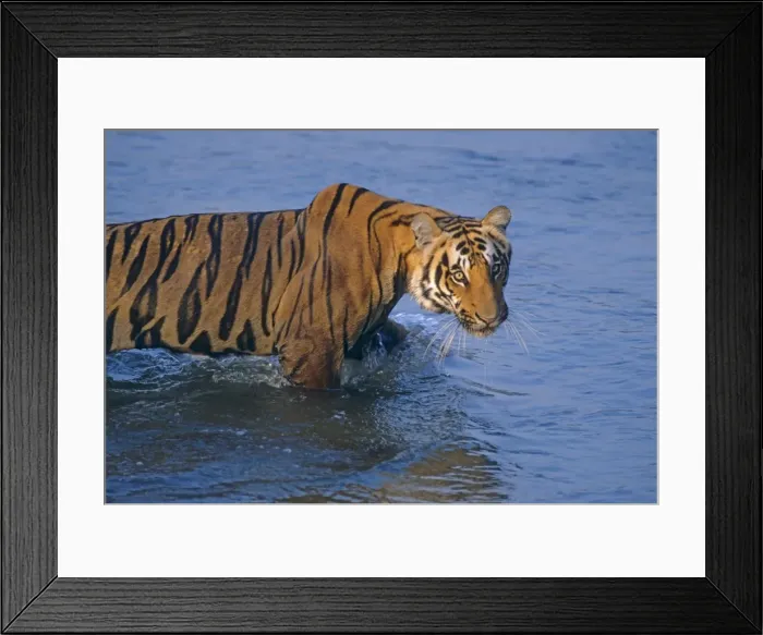 Framed Print : Royal Bengal Tiger moving in the river Ramganga, Corbett National Park, India Framed Print : Royal Bengal Tiger moving in the river Ramganga, Corbett National Park, India