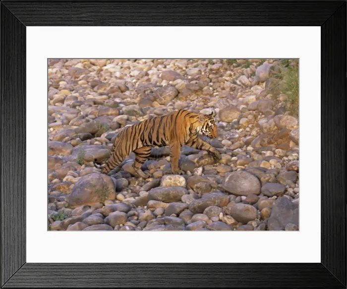 Framed Print : Royal Bengal Tiger on the Ramganga riverbed, Corbett National Park, India Framed Print : Royal Bengal Tiger on the Ramganga riverbed, Corbett National Park, India