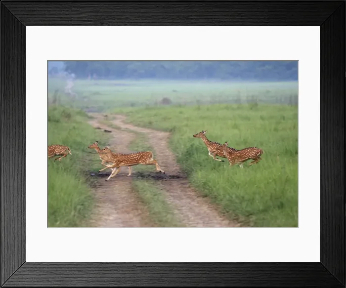 Framed Print : Chitals runing across grassland, Corbett National Park, Uttaranchal, India Framed Print : Chitals runing across grassland, Corbett National Park, Uttaranchal, India