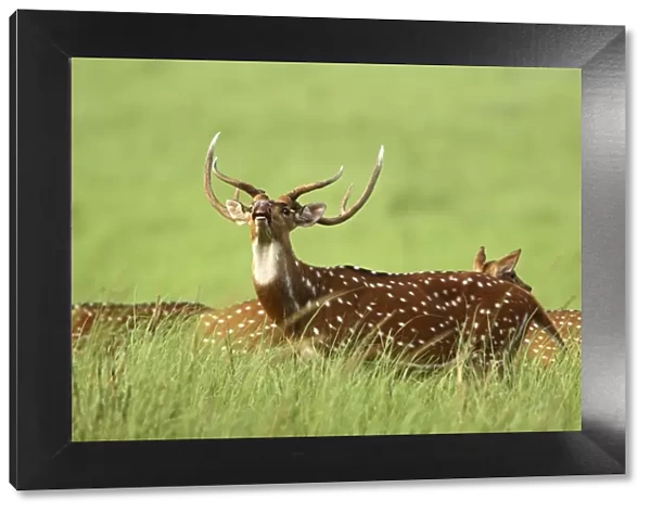 Chital  /  Spotted Deer - vocalising  /  alarm call Corbett National Park, Uttaranchal, India