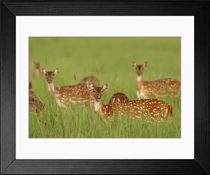 Framed Print : Chitals  /  Spotted deer - in grassland, Corbett National Park, Uttaranchal, India