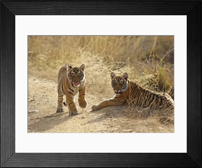 Framed Print : Bengal / Indian Tiger - two cubs Ranthambhor National Park, India Framed Print : Bengal / Indian Tiger - two cubs Ranthambhor National Park, India
